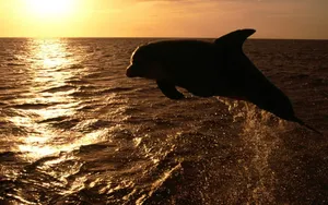 Cute Dolphin Sunset Wallpaper