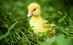 Cute Duck Alone And Lost On The Ground Wallpaper