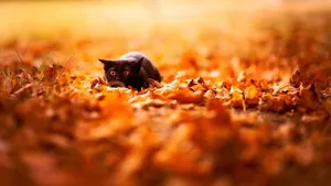 Cute Fall Aesthetic Image Of Cat Wallpaper