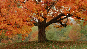 Cute Fall Large Tree Wallpaper