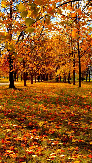 Cute Fall Phone Yellow And Orange Wallpaper