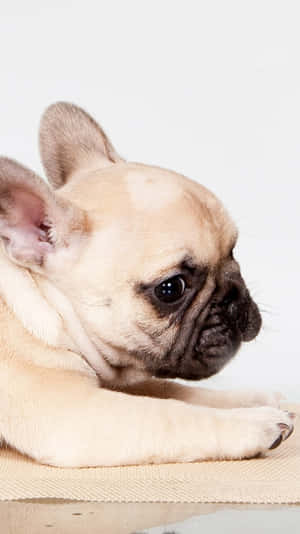 Cute French Bulldog Relaxing Wallpaper