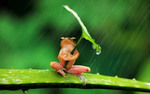 Cute Frog In The Rain Wallpaper