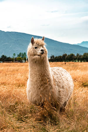 Cute Furry Llama Portrait Wallpaper