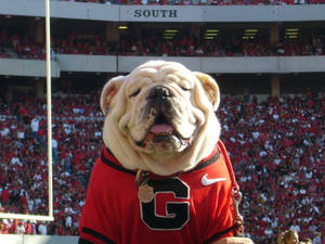 Cute Georgia Bulldogs Wallpaper