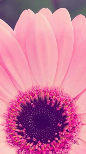 Cute Girly Phone Pink Flowers Wallpaper