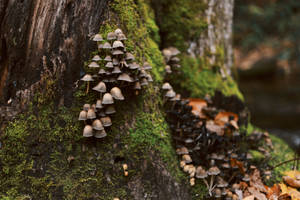 Cute Gray Mushrooms On Mossy Tree Wallpaper