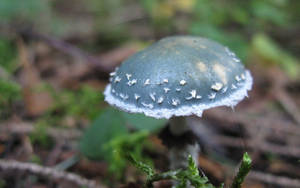 Cute Green Mushroom On Ground Wallpaper