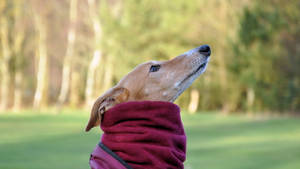 Cute Greyhound Dog In Red Clothes Wallpaper