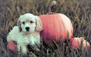 Cute Halloween Pumpkin Near Puppy Wallpaper