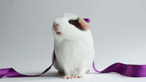 Cute Hamster Purple Ribbon Wallpaper