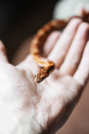 Cute Hd Little Corn Snake Wallpaper