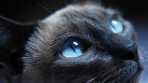 Cute Hd Siamese Cat Wallpaper