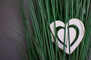 Cute Heart Decor On Plant Wallpaper