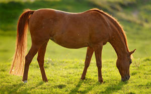 Cute Horse Feeding Wallpaper