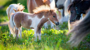 Cute Horse With Little Pony Wallpaper