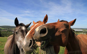 Cute Horses Eating Grass Wallpaper