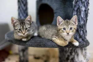 Cute Kitten On Cat Tower Wallpaper