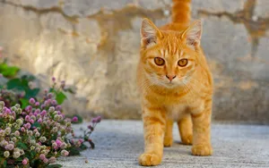 Cute Kitten Walking Beside Flowers Wallpaper