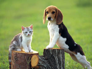 Cute Kitten With Beagle Wallpaper