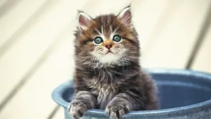 Cute Kitty In Bucket Wallpaper