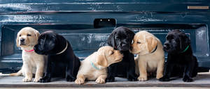 Cute Labrador Puppies Wallpaper