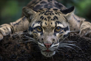 Cute Lazy Clouded Leopard Hd Wallpaper