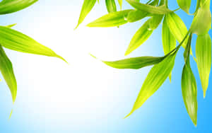 Cute Light Green Leaves Wallpaper