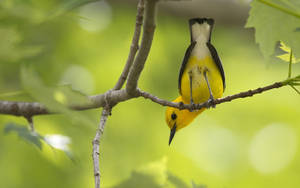 Cute Little Yellow Bird Wallpaper