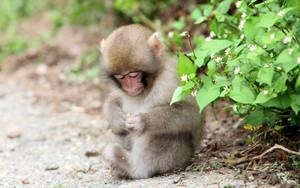 Cute Monkey Near Flower Plant Wallpaper