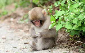 Cute Monkey Photo Holding Flower Wallpaper