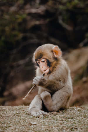 Cute Monkey Photo Holding Stick Wallpaper