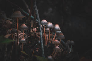 Cute Mushrooms Mycena Growing On Ground Wallpaper