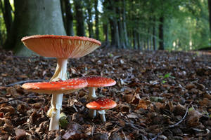 Cute Mushrooms On Top Of Each Other Wallpaper