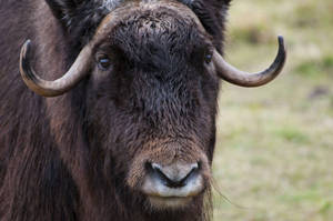 Cute Musk Ox Wallpaper