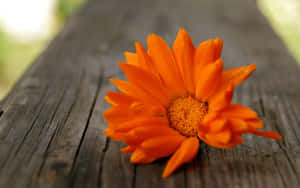 Cute Orange Flower On A Bench Wallpaper