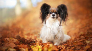 Cute Papillon Dog On Autumn Leaves Wallpaper