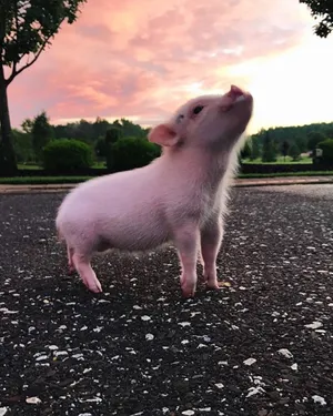 Cute Pig Photography Wallpaper