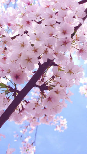 Cute Pink Flower On Tree Branch Wallpaper