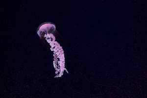 Cute Pink Jellyfish Wallpaper