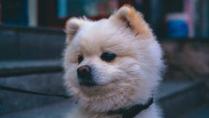 Cute Pomeranian Black Collar Portrait Wallpaper