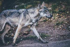 Cute Puppy In The Forest Wallpaper