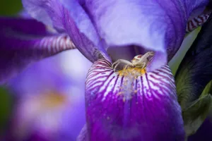 Cute Purple Big Flower Wallpaper