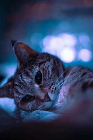 Cute Purple Black Cat Wallpaper
