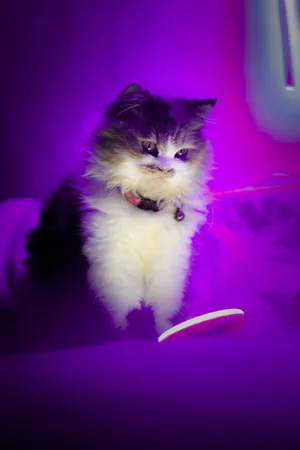 Cute Purple Cat Wallpaper