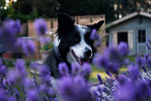 Cute Purple Dog Wallpaper