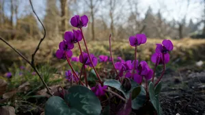 Cute Purple Flowers Wallpaper