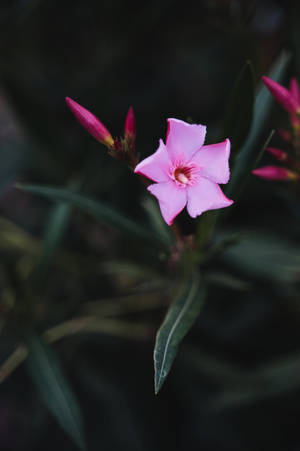 Cute Purple Pink Flower Wallpaper