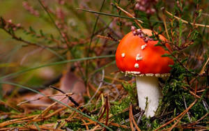 Cute Red Mushroom Behind Grass Wallpaper