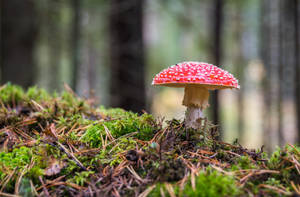 Cute Red Mushroom In Forest Wallpaper